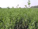 Alfalfa mormon