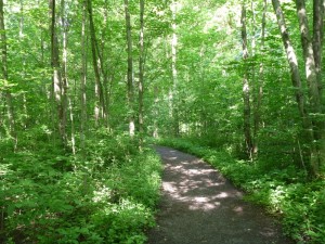 joseph-smith-palmyra-sacred-grove